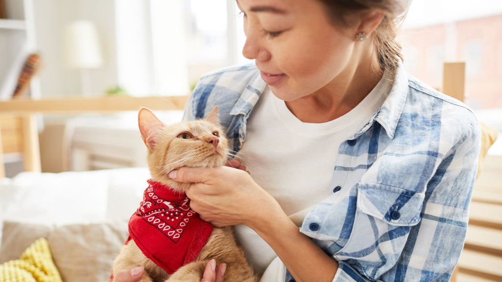 New Beginnings for Cat Lovers: Singapore Opens HDB Doors to Feline Friends!